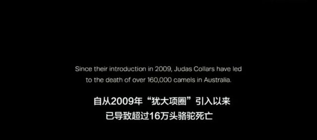 pg电子模拟器120万匹骆驼泛滥澳大利亚人类依靠人造“间谍”4年消灭了16万(图9)